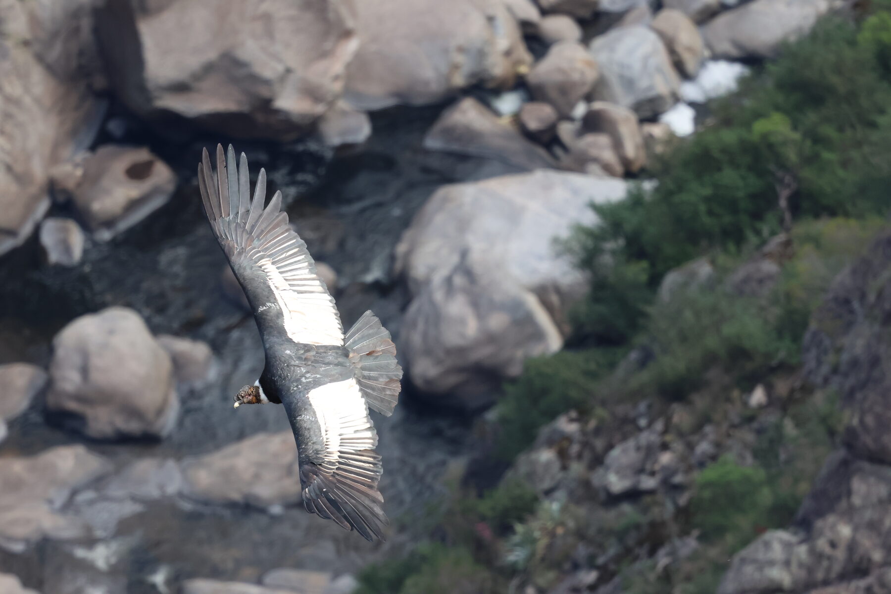 condor