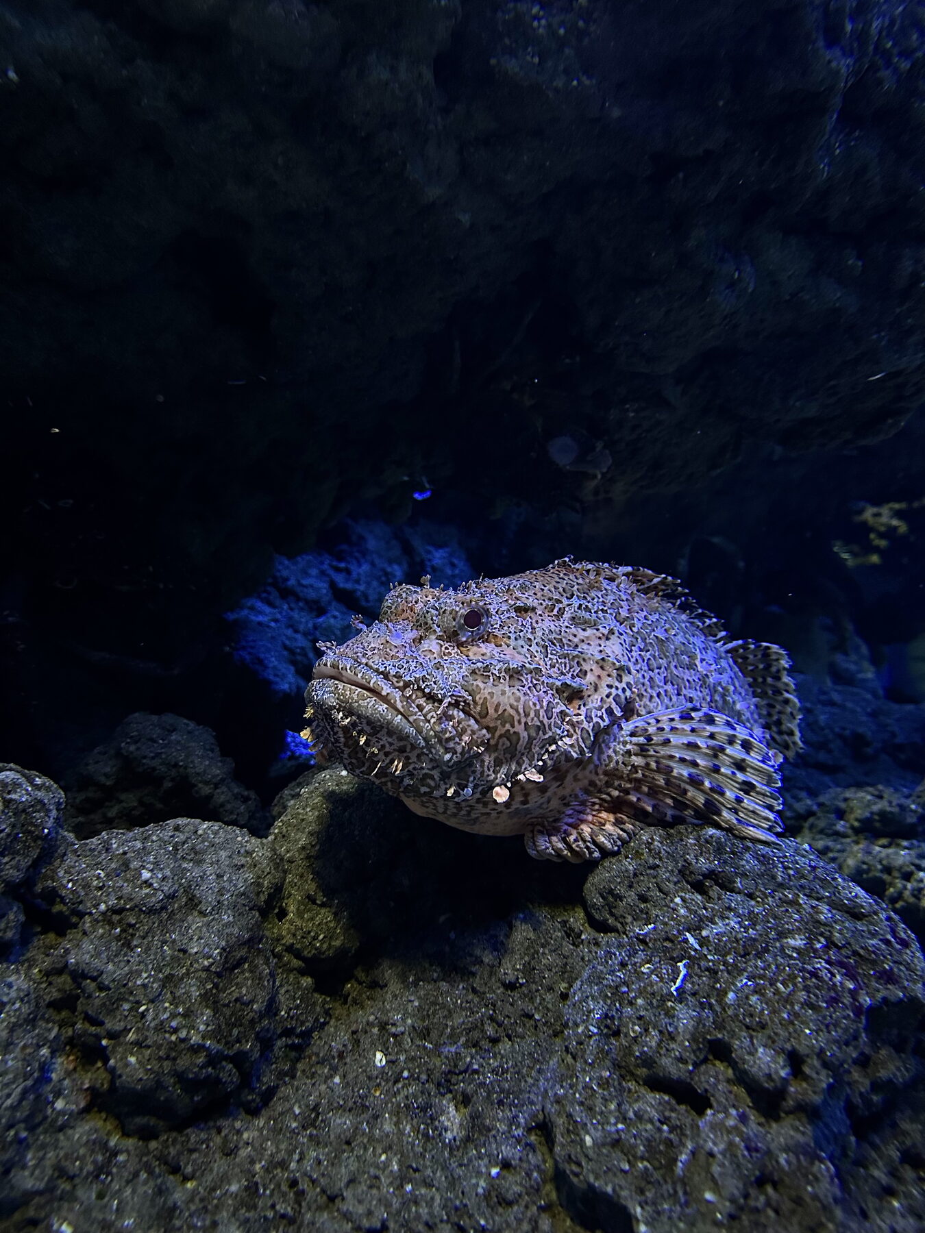 fish
