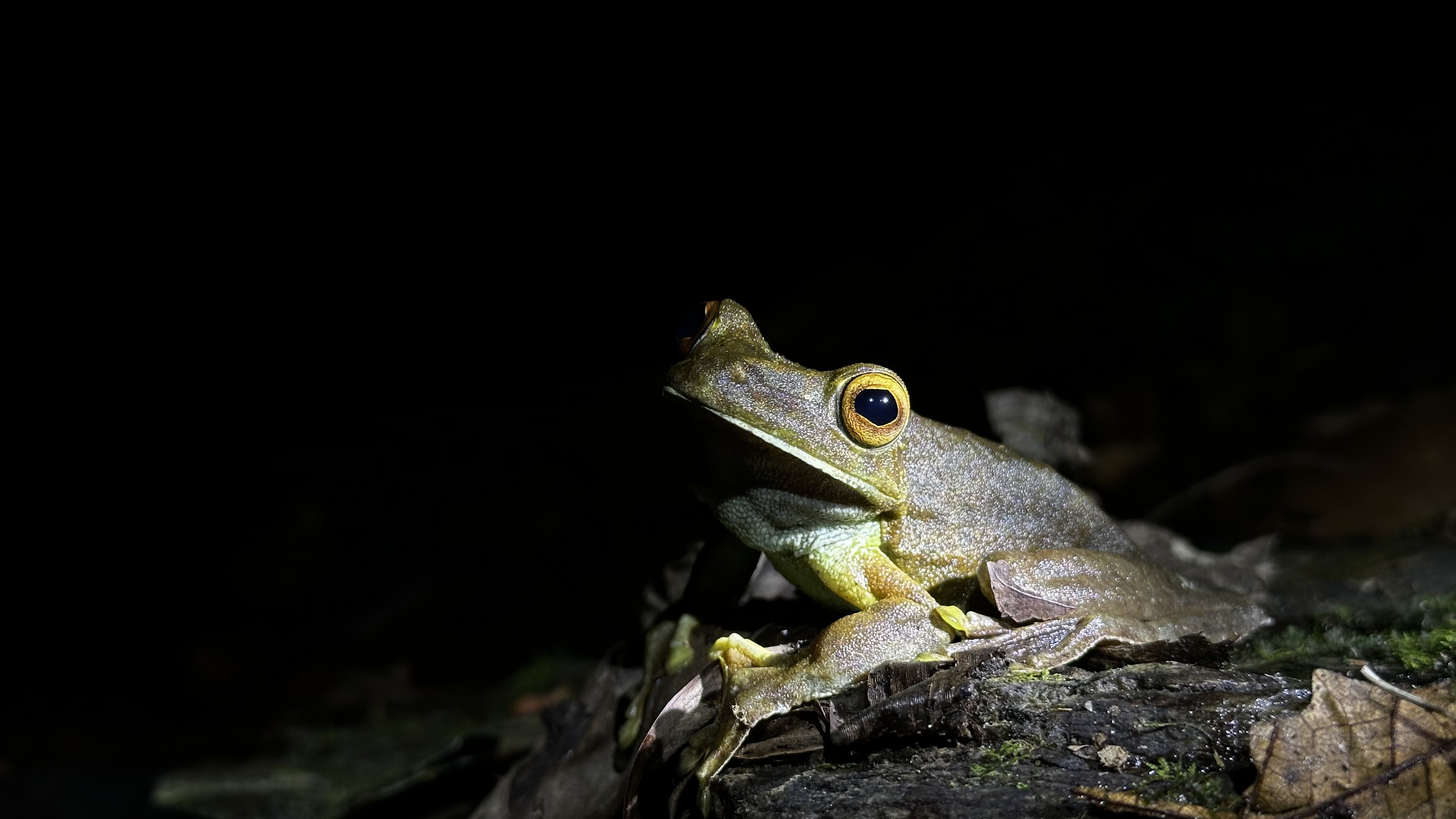 Giant treefrog