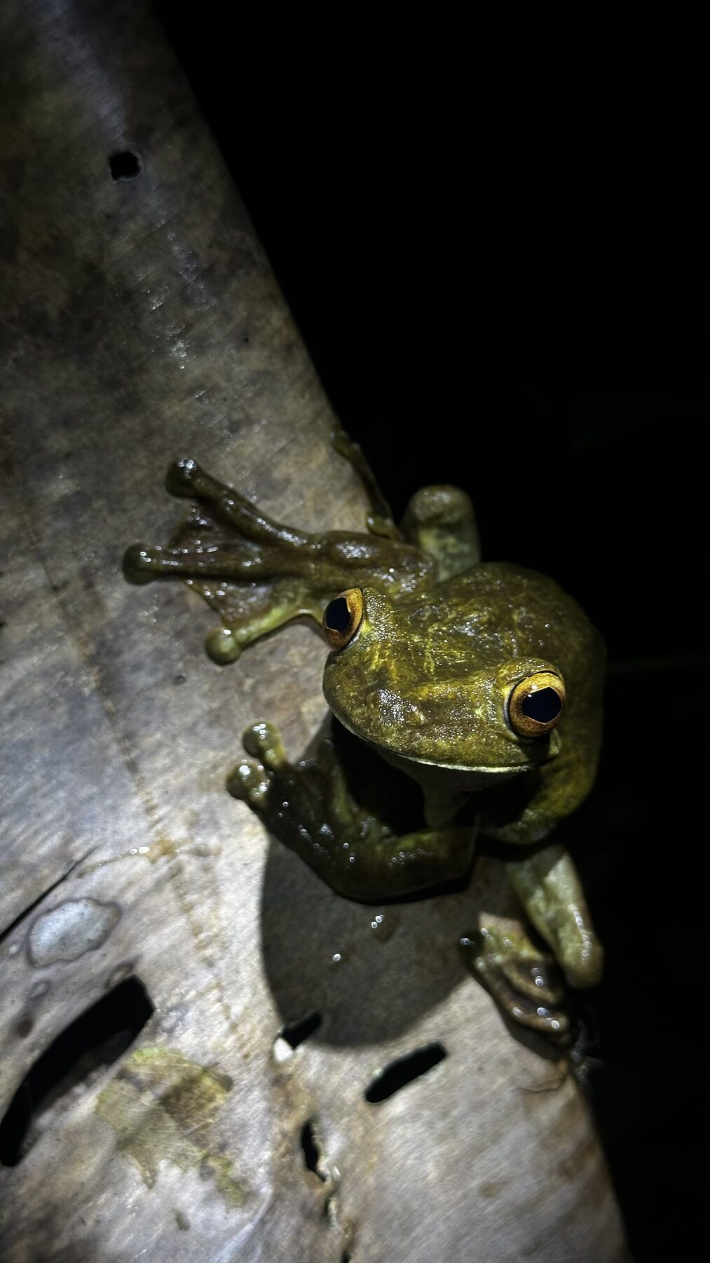 Giant treefrog