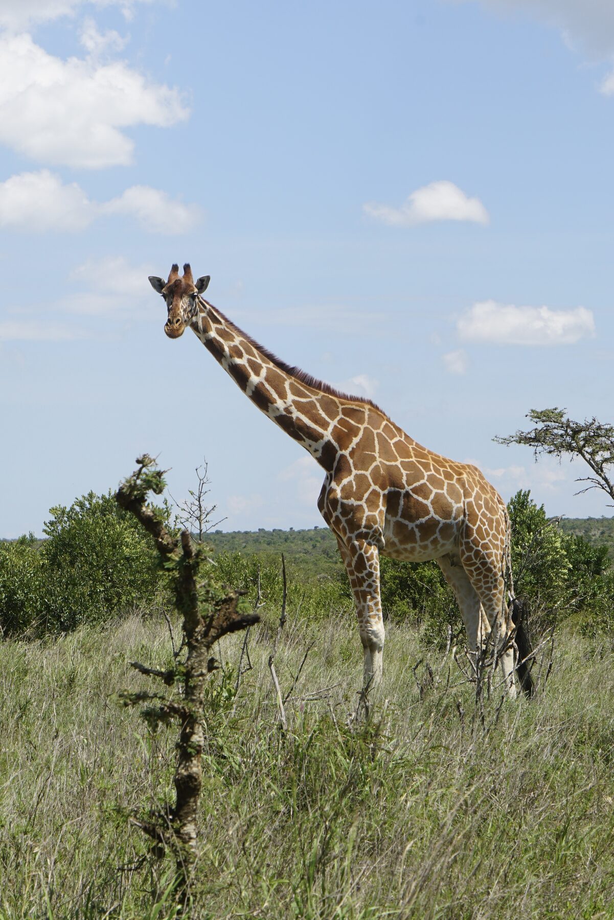 Giraffe