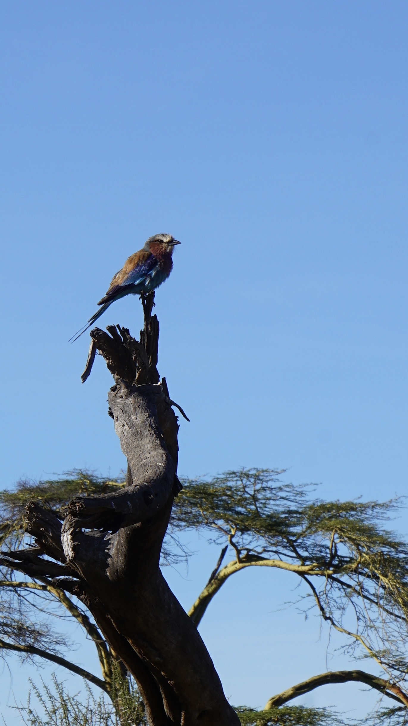 Lilac-breasted roller