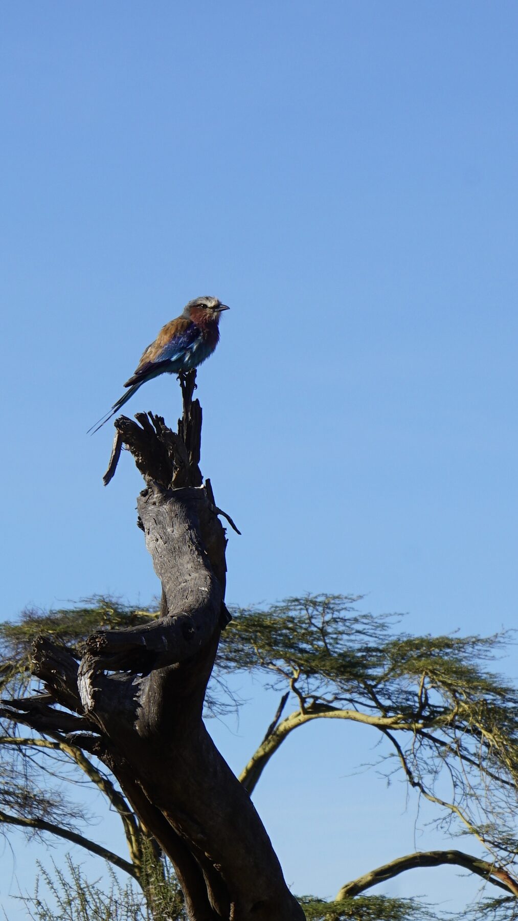 Lilac-breasted roller