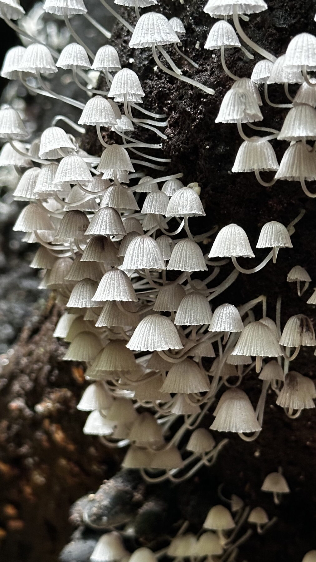 Mushrooms