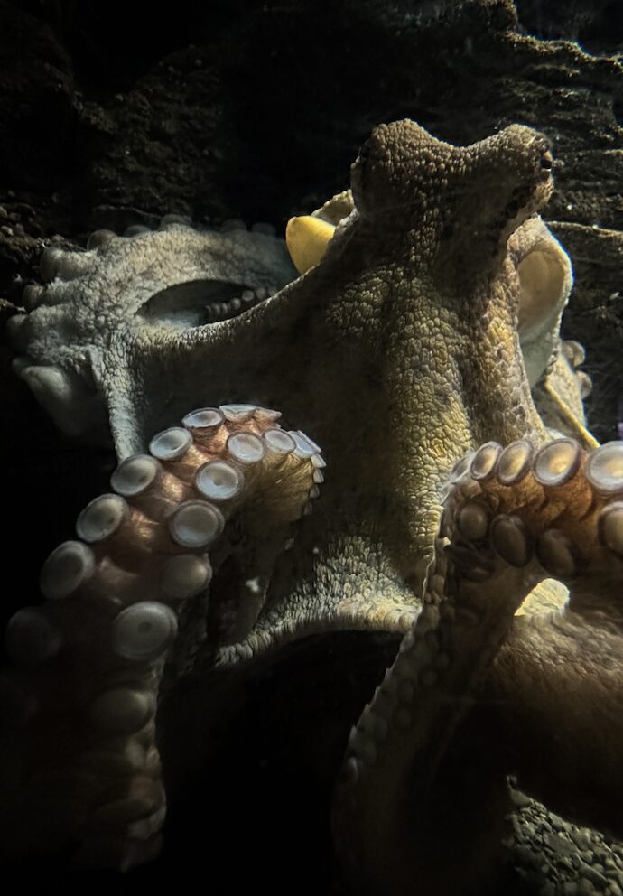 Octopus
