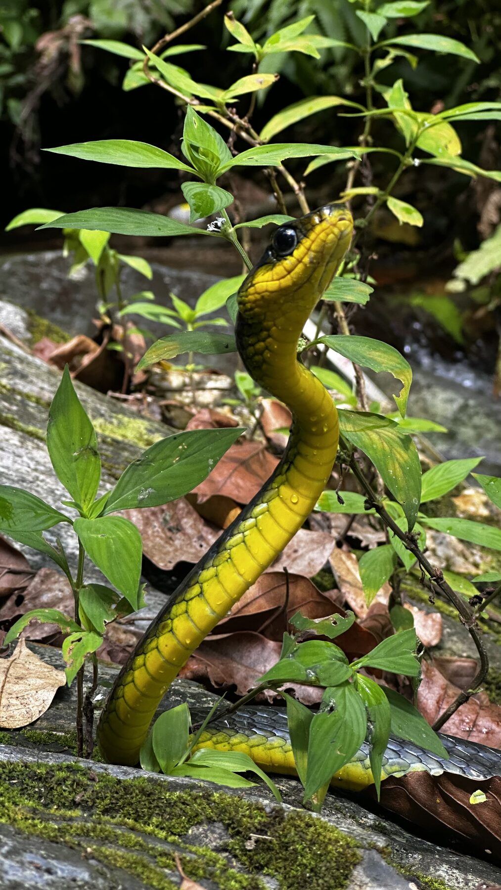 Machete snake