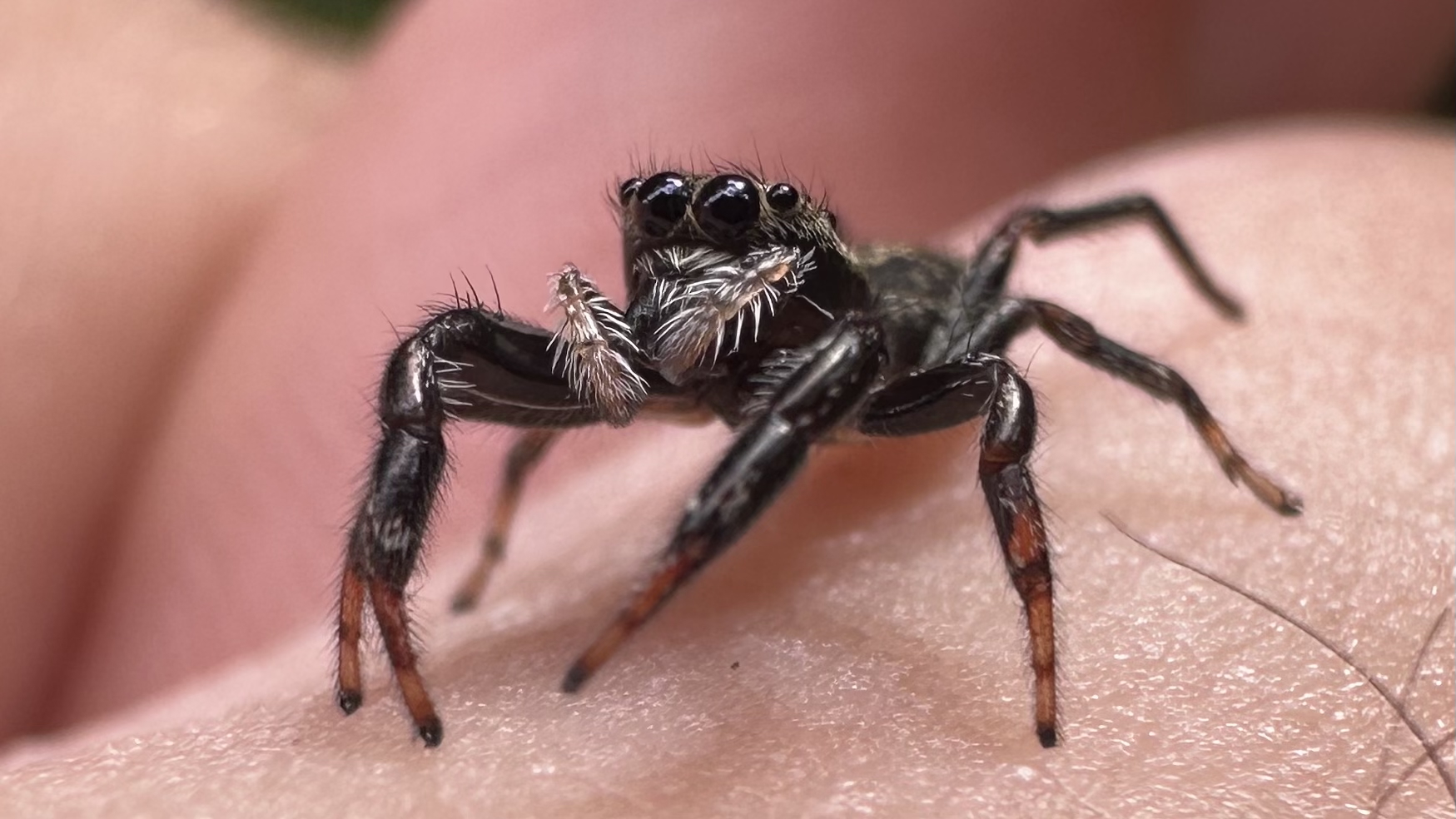 Salticidae